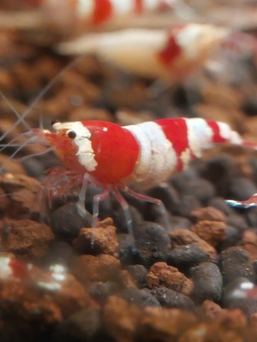 Crevettes caridina crystal red - crevettes,