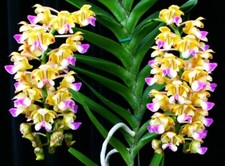Orchidée Aerides houlletiana