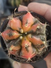 Gymnocalycium "MOON ARROW"