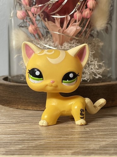 Petshop european cat - 🌟🌟petshop,