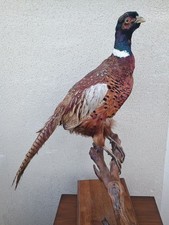 TAXIDERMIE Beau Faisan