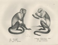 Lithographie De Singes