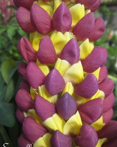 Lupin jaune violet - lupin,