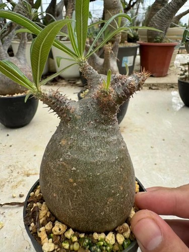 Pachypodium rosulatum var