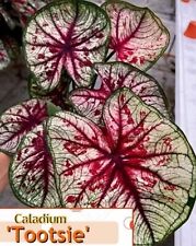 AUTHENTIC Caladium  Tootsie 1 bulbs