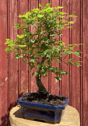 Bonsaï acer buergerianum - bonsaÏ,