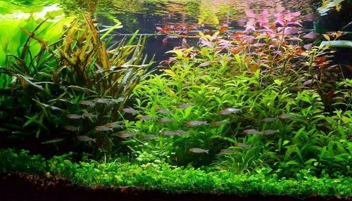 Lot plantes spécial axolotl - plantes,