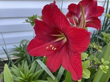 30+ SEEDS BEAUTIFUL !!!! Red