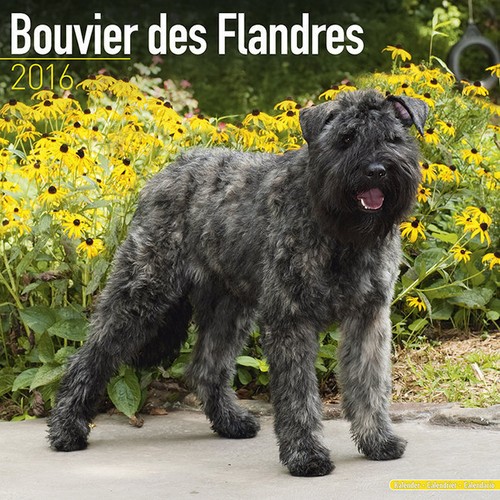 Calendrier 2016 bouvier des - 2016,