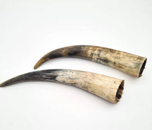 Corne bovins 30cm - de, (x2)