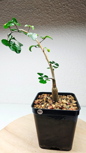 Commiuphora humbertii pot - commiuphora, humbertii--pot