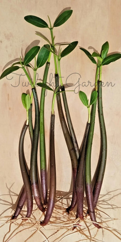 Mangroves live plant red - plant-,