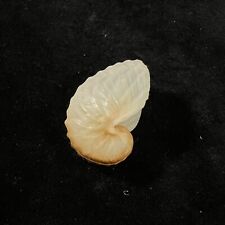 Argonauta boettgeri, Mozambique, 35,3 mm, F+, NICE SPECIMEN!!!