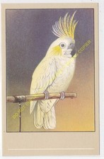 CP POSTCARD Oiseau Bird
