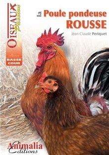 Poule pondeuse rousse de - poule,
