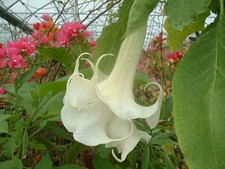BRUGMANSIA KNIGHTII blanc double( Datura )