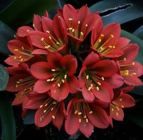 Clivia imported flower - imported,