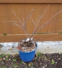 Prunus avium CHERRY BABY® 'Porthos' / Cerisier nain / Conteneur de 7 à 10 lit...