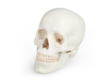 Crâne, Tête Squelette Skull, Anatomique Modèle, Schädelmodell Démontable 3 Pièce