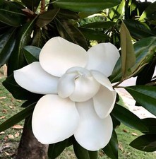 Magnolia grandiflora |