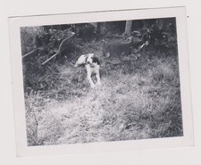 1969 Chien Silver Snapshot Lying Dog in a Garden Wheelbarrow Plants
