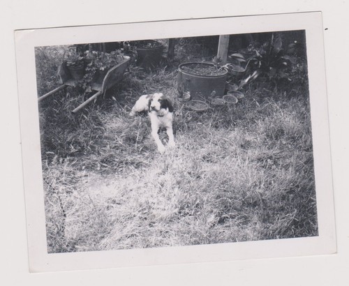 Snapshot argentique chien