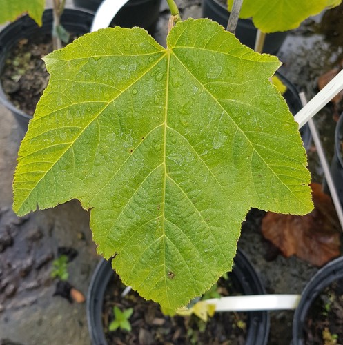 Acer pensylvanicum érable - pensylvanicum, /