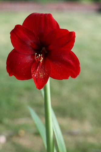 Red lion amaryllis bulbs - red,