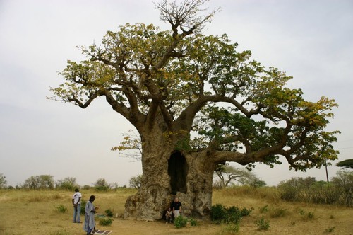 Lot 100 graines - 100, baobab