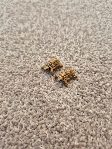Schleich tortues bébé - tortues,
