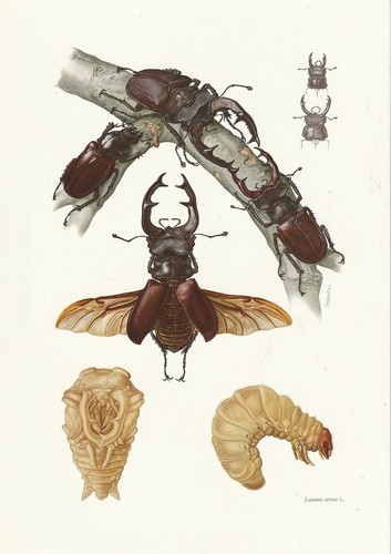 Planche histoire naturelle - 89,