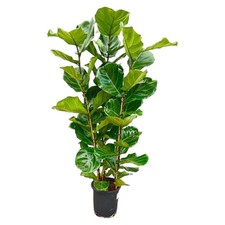 Arbuste figue violon ficus