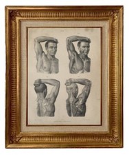 ENGRAVING LITHOGRAPH 19TH CENTURY HUMAN BODY VIVID BARK CURIOUS ANATOMY (11)