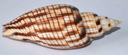 Sea shell coquillages - -,