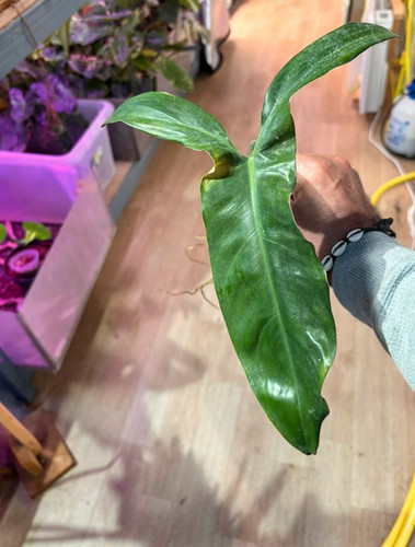 Bouture philodendron mexicanum