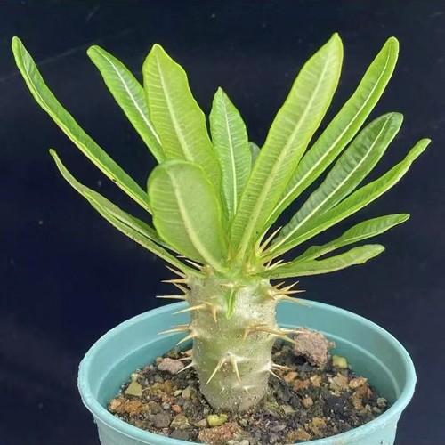 Succulent plants pachypodium - plants,
