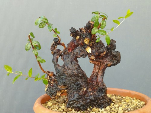 Bonsaï myrte 10 cm en - 20, x