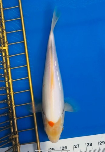 Inches tancho kohaku koi - 10,