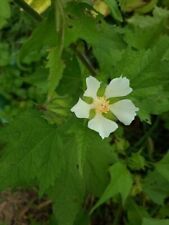 Balcan Mallow - Russian Hibiscus - Kitaibelia vitifolia - 40+ graines - Ed 041