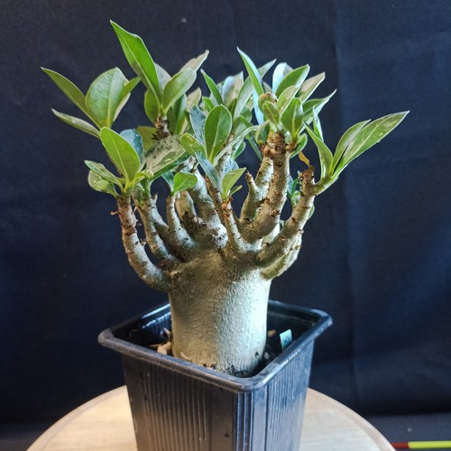 Adenium arabicum kud - adenium,