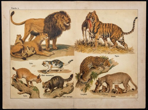 1890ca lion tigre - lion,,