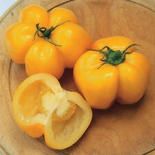 Tomato Yellow Stuffer 5+ Seeds - Seeds - Graines - HOLLOW and FINE! P 357