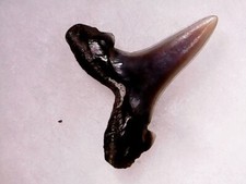 SHARK TOOTH SHARK - SUPERB STRIATOLAMIA MACROTA YPRESIEN 1DEC24