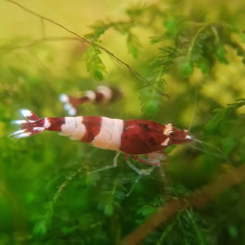 Lot crevettes taiwan bee - de,