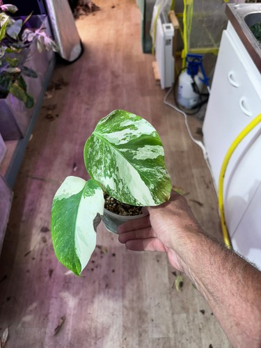 Monstera albo variegata - monstera,