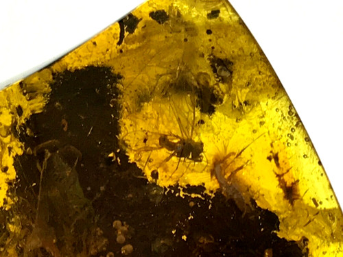 Pièce ambre insecte - pièce, fossile