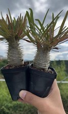 Rare plant Cacti Live