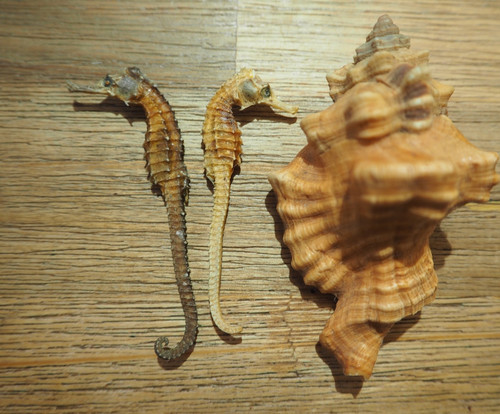 Rare lot coquillage mer - lot,