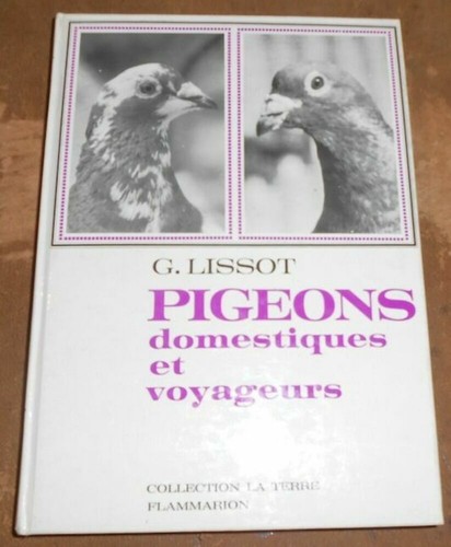 Pigeons domestiques - , et