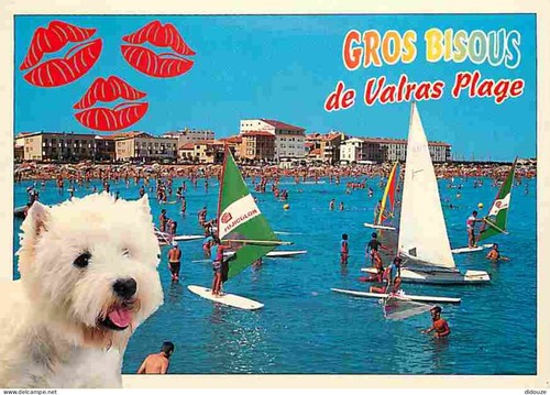 Carte postale animaux - carte,
